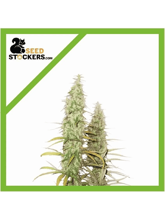 SANTA MARTA HAZE  AUTO X3-SEEDSTOCKERS 1