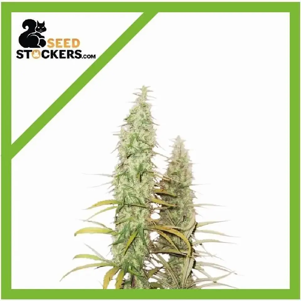 Santa Marta Haze Auto X3-Seedstockers 1