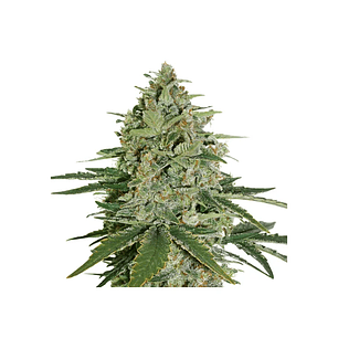 SUPER SKUNK  AUTO X3-SEEDSTOCKERS