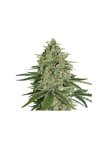 SUPER SKUNK  AUTO X3-SEEDSTOCKERS 1