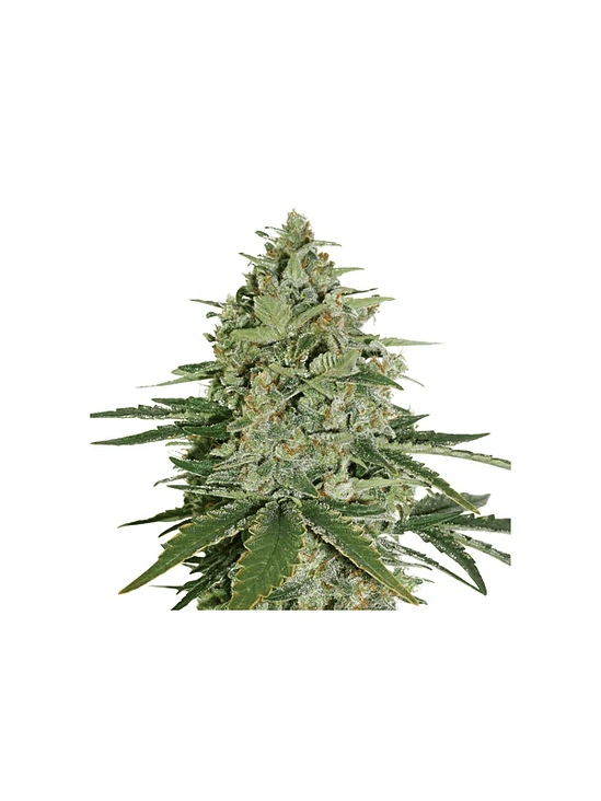 SUPER SKUNK  AUTO X3-SEEDSTOCKERS 1