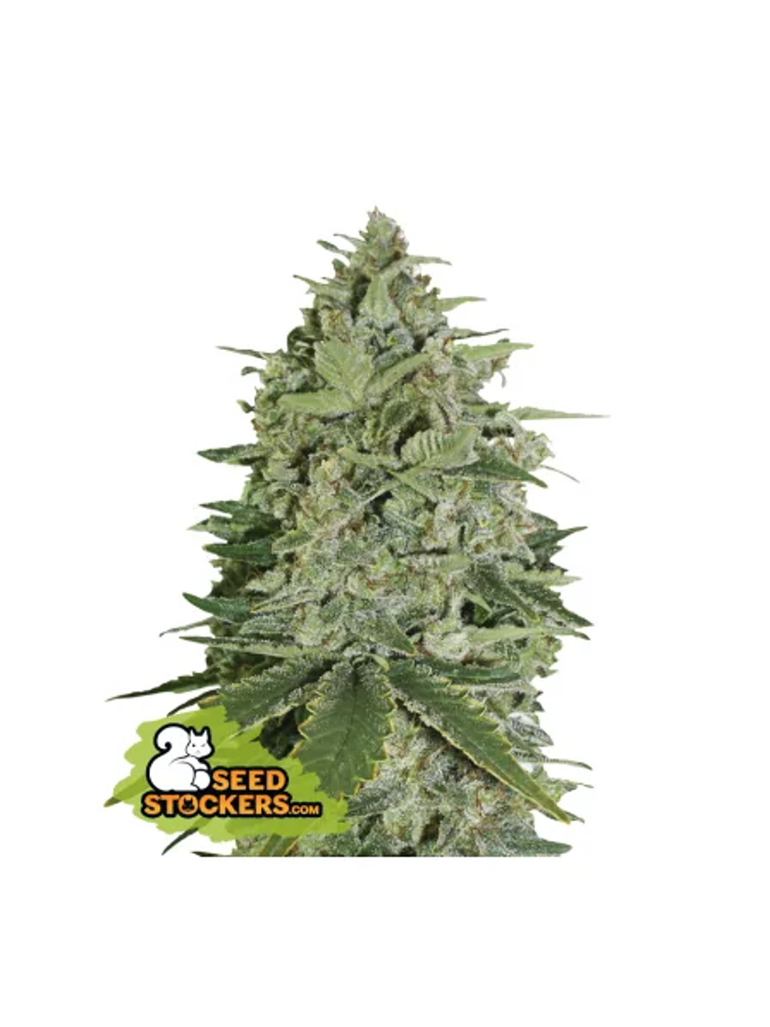 Super Skunk  Fem X3-Seedstockers 1