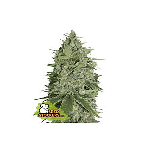 Super Skunk  Fem X3-Seedstockers