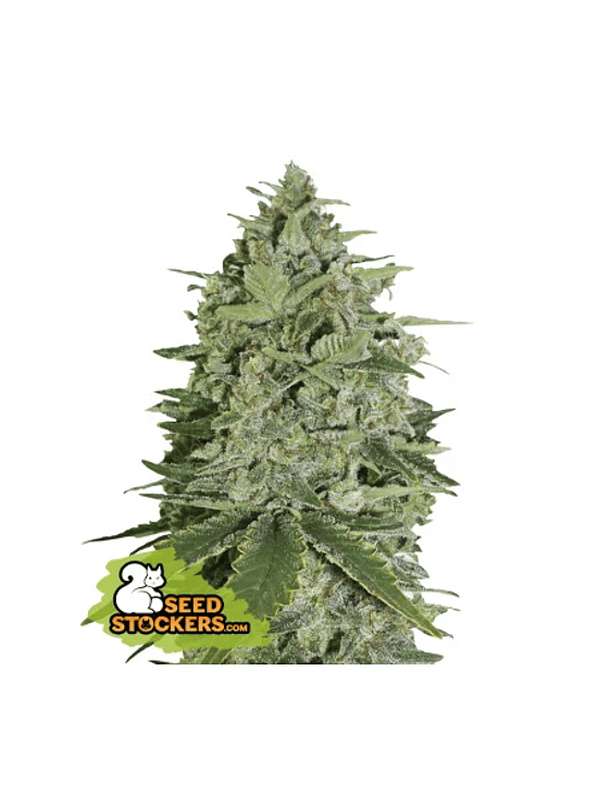 SUPER SKUNK  FEM X3-SEEDSTOCKERS 1