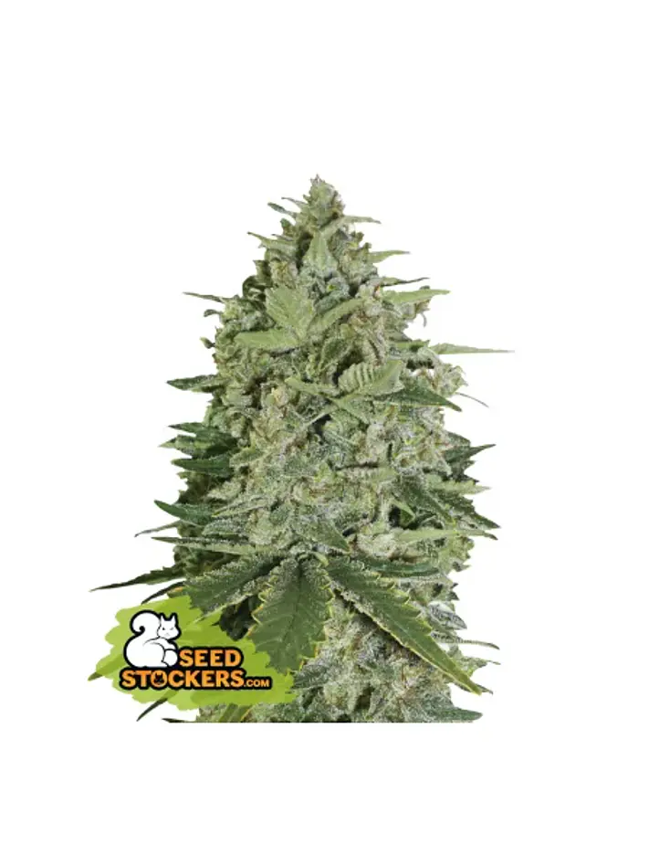 Super Skunk  Fem X3-Seedstockers 1