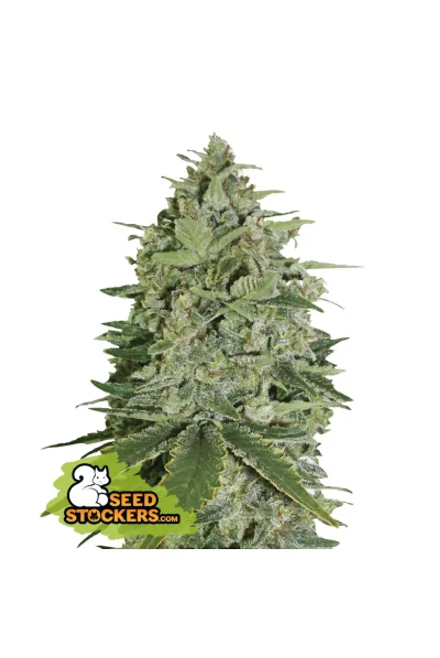 Super Skunk  Fem X3-Seedstockers 1