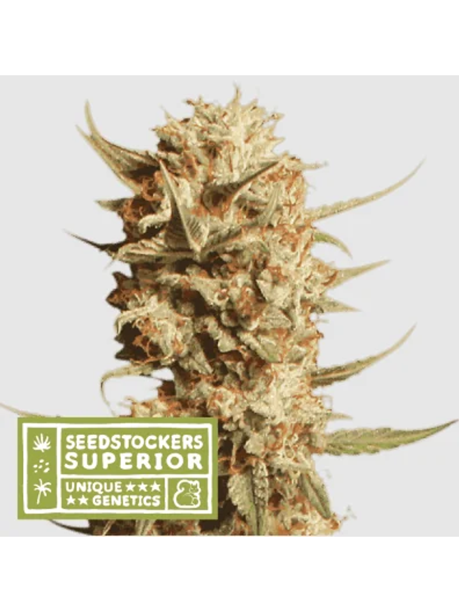 Thunder Banana Auto X3 Sup-Seedstockers 1