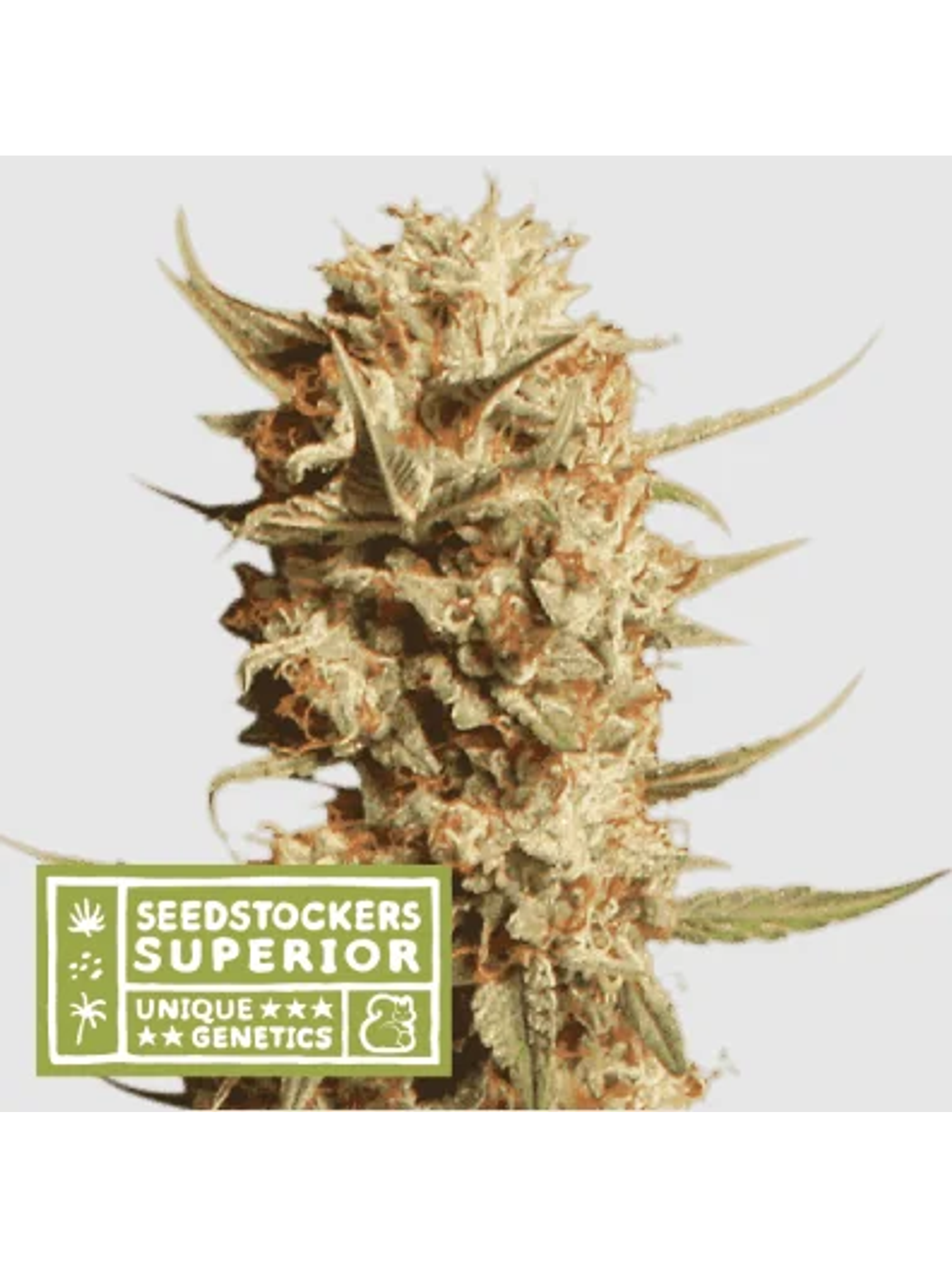 Thunder Banana Auto X3 Sup-Seedstockers 1