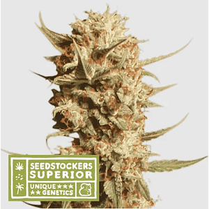Thunder Banana Auto X3 Sup-Seedstockers