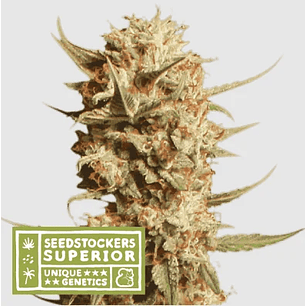 THUNDER BANANA AUTO X3 SUP-SEEDSTOCKERS