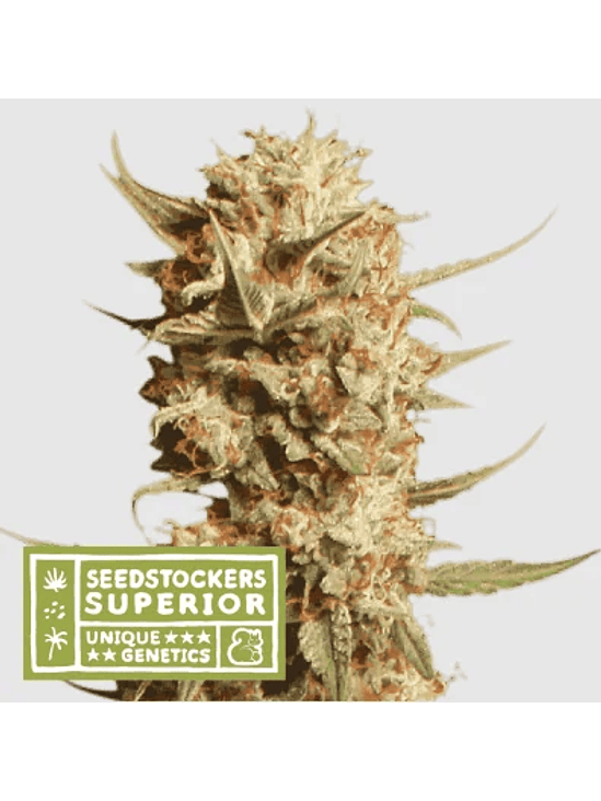 THUNDER BANANA AUTO X3 SUP-SEEDSTOCKERS 1