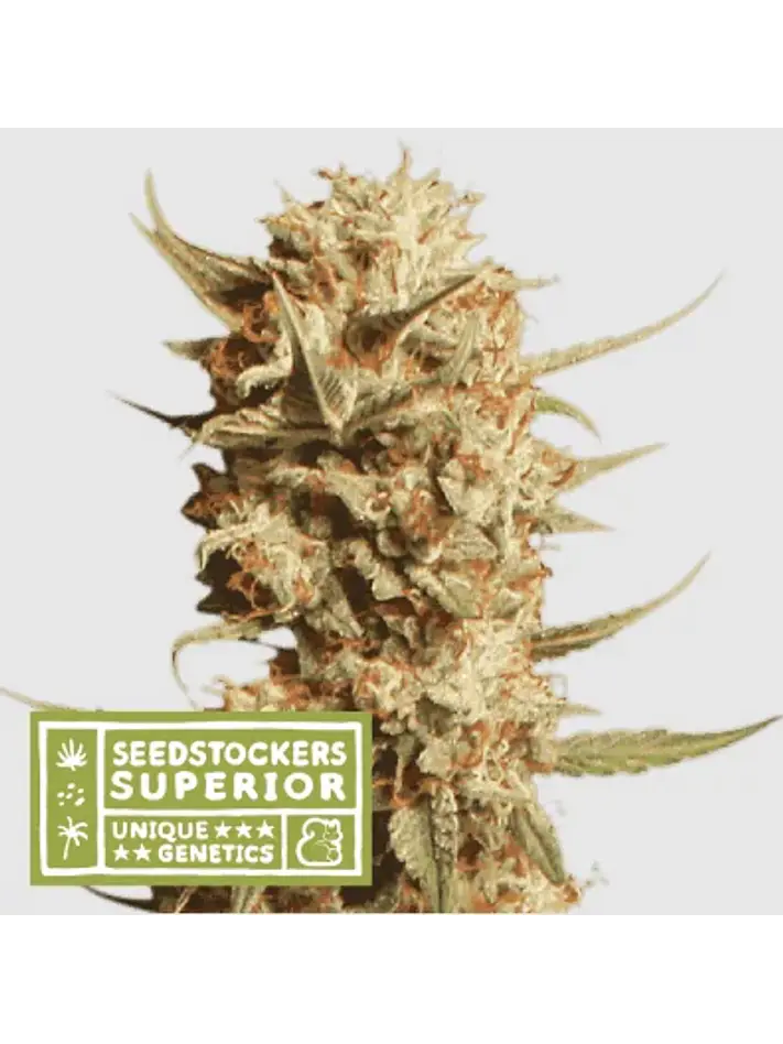 Thunder Banana Auto X3 Sup-Seedstockers 1