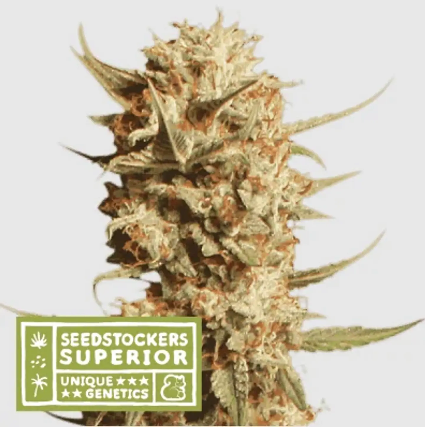 Thunder Banana Auto X3 Sup-Seedstockers 1