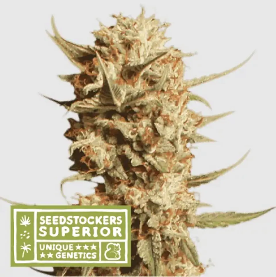 Thunder Banana Auto X3 Sup-Seedstockers 1