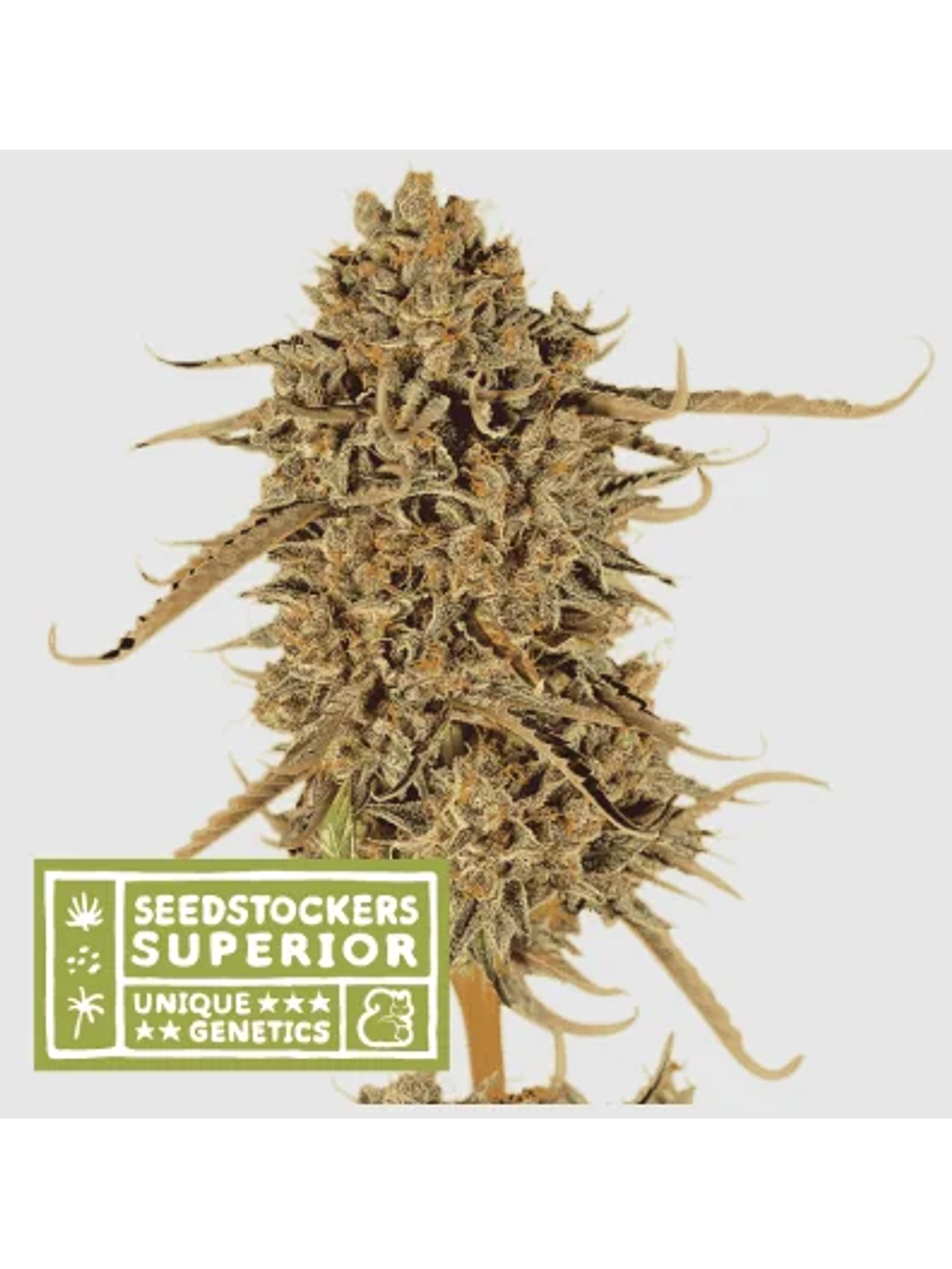 Thunder Banana Fem X3 Sup-Seedstockers 1