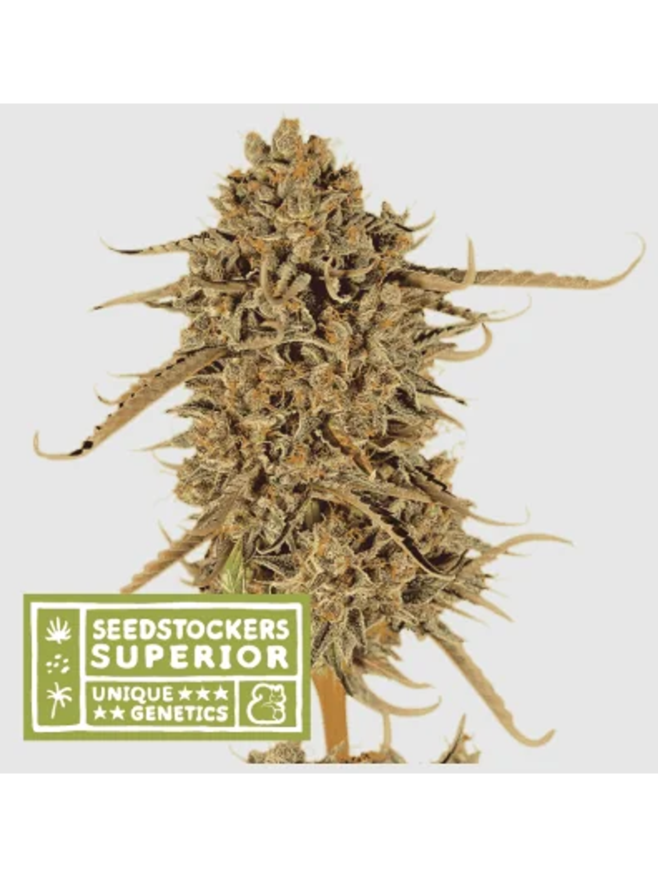Thunder Banana Fem X3 Sup-Seedstockers 1