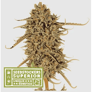 Thunder Banana Fem X3 Sup-Seedstockers