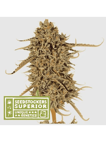 THUNDER BANANA FEM X3 SUP-SEEDSTOCKERS 1