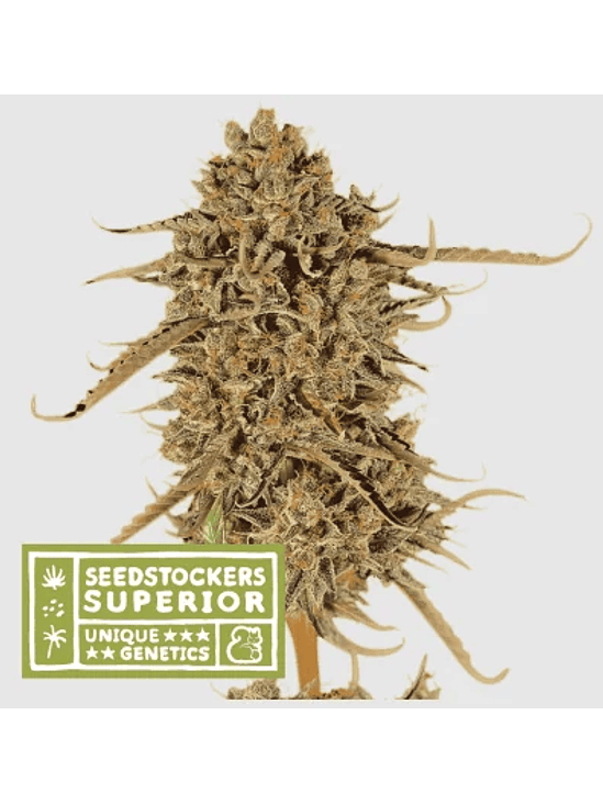 THUNDER BANANA FEM X3 SUP-SEEDSTOCKERS 1