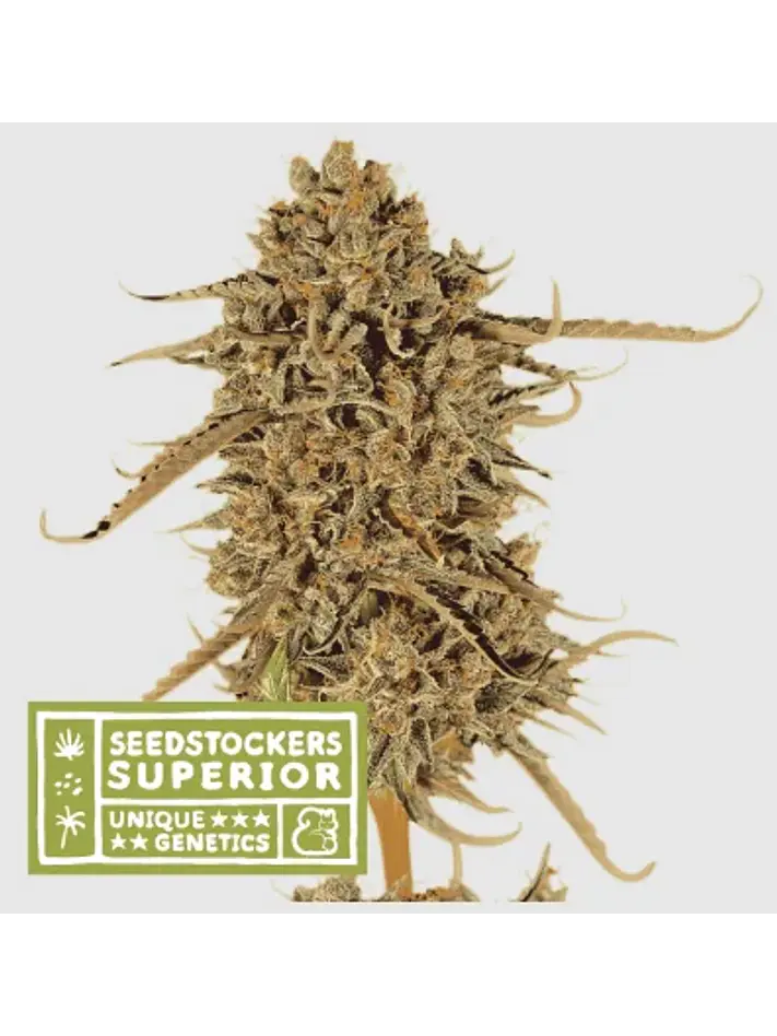 Thunder Banana Fem X3 Sup-Seedstockers 1