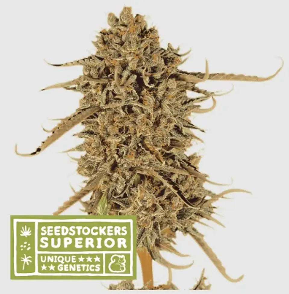 Thunder Banana Fem X3 Sup-Seedstockers 1