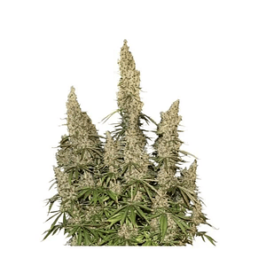 White Widow  Auto X3-Seedstockers