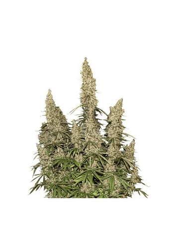 WHITE WIDOW  AUTO X3-SEEDSTOCKERS 1