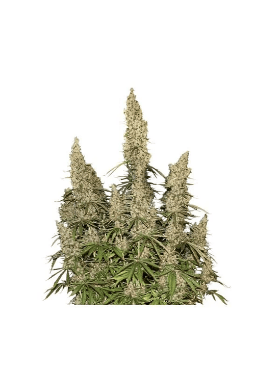 WHITE WIDOW  AUTO X3-SEEDSTOCKERS 1