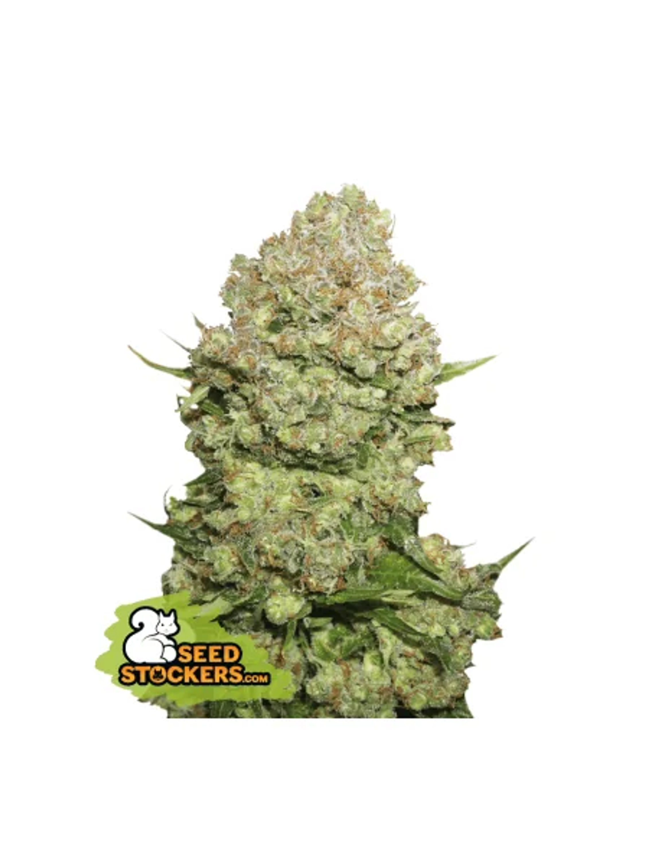 White Widow Fem -Seedstockers (X100/X3) 2