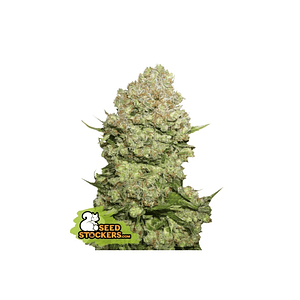 White Widow Fem X3-Seedstockers