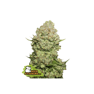 WHITE WIDOW FEM X3-SEEDSTOCKERS