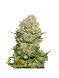 WHITE WIDOW FEM X3-SEEDSTOCKERS - Miniatura 2
