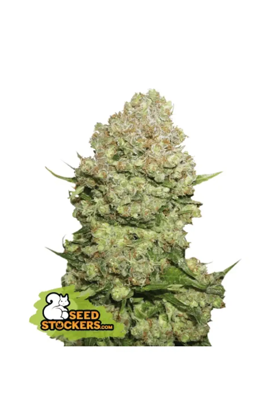 White Widow Fem -Seedstockers (X100/X3) 2