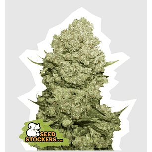 WHITE WIDOW FEM X100 -SEEDSTOCKERS