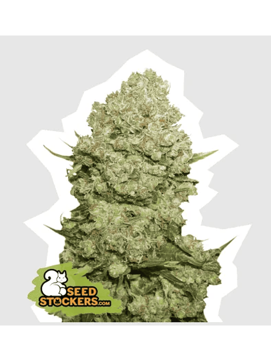 WHITE WIDOW FEM X100 -SEEDSTOCKERS 1