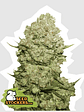 White Widow Fem X100 -Seedstockers - Miniatura 1