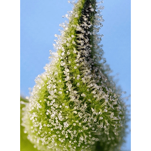 Bruce Banner Auto® X3+1-Sweet Seeds