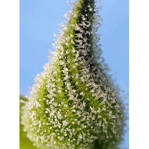 BRUCE BANNER AUTO® X3+1-SWEET SEEDS