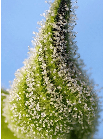 BRUCE BANNER AUTO® X3+1-SWEET SEEDS 2