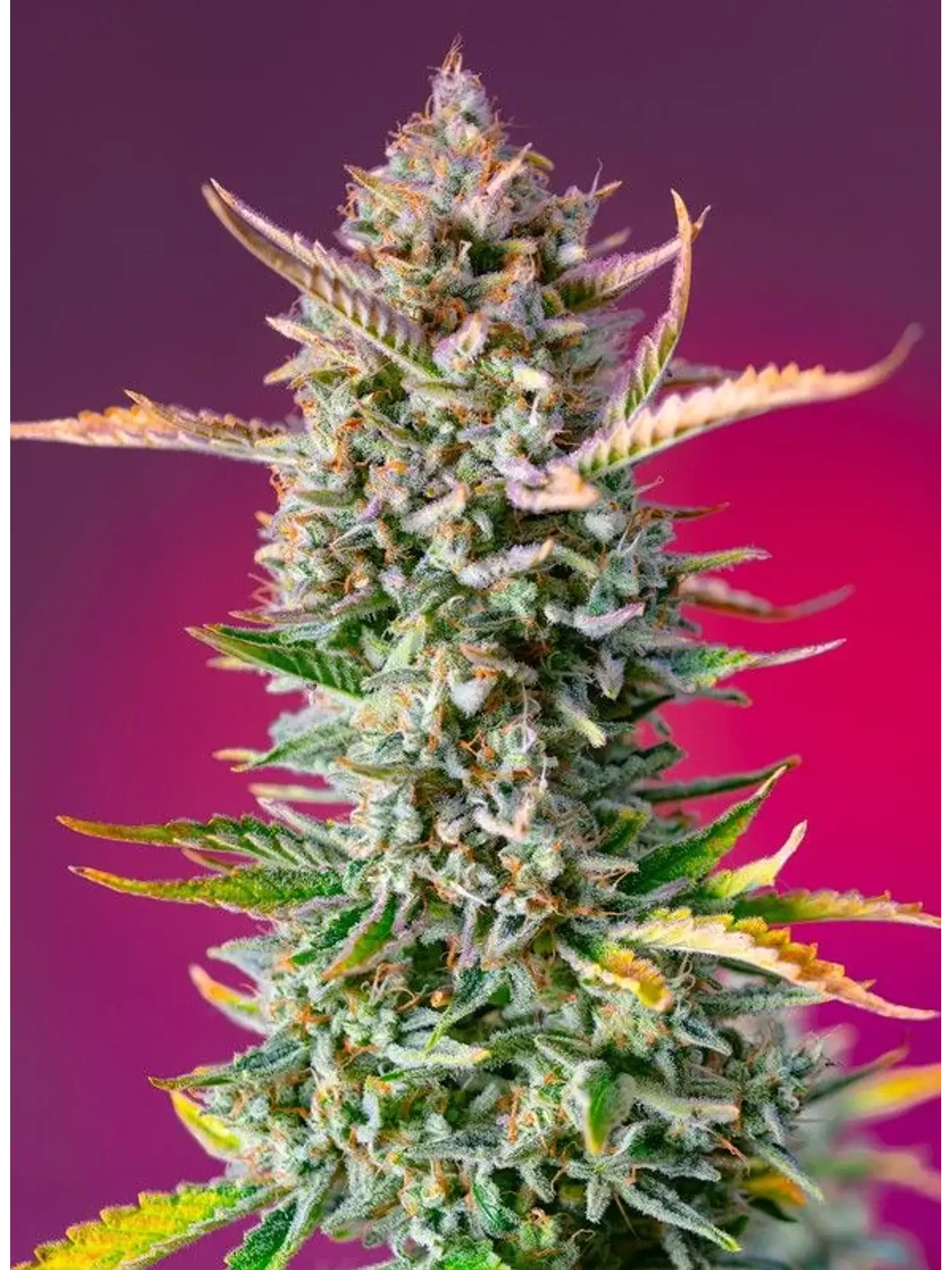 Gorilla Sherbet F1 Fem® X3+1-Sweet Seeds 2