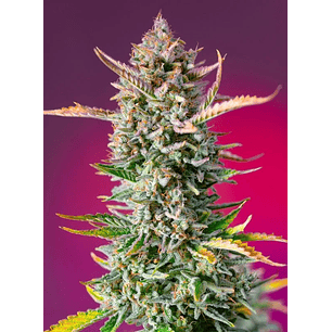 GORILLA SHERBET F1 FEM® X3+1-SWEET SEEDS