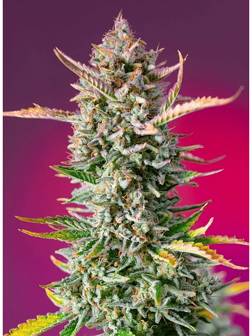 GORILLA SHERBET F1 FEM® X3+1-SWEET SEEDS 2
