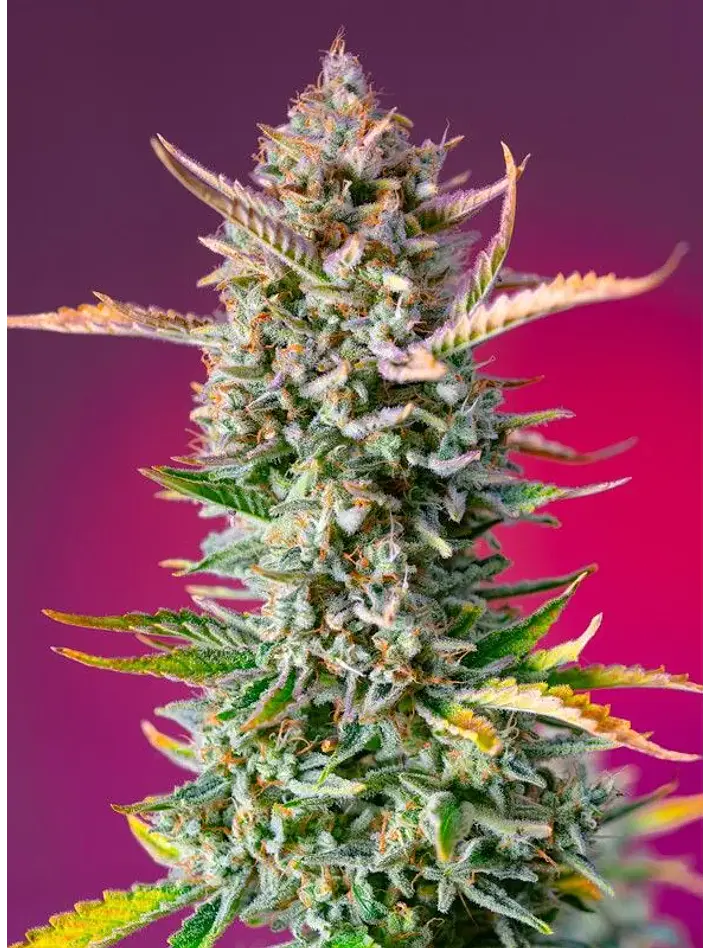 Gorilla Sherbet F1 Fem® X3+1-Sweet Seeds 2
