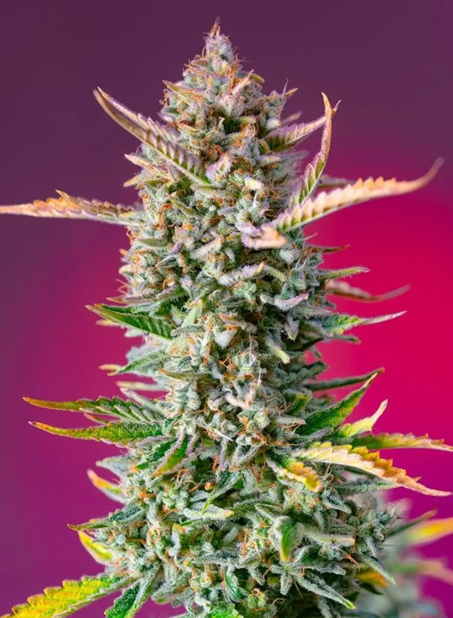 Gorilla Sherbet F1 Fem® X3+1-Sweet Seeds 2