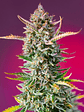 GORILLA SHERBET F1 FEM® X3+1-SWEET SEEDS - Miniatura 2