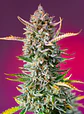 Gorilla Sherbet F1 Fem® X3+1-Sweet Seeds - Miniatura 2