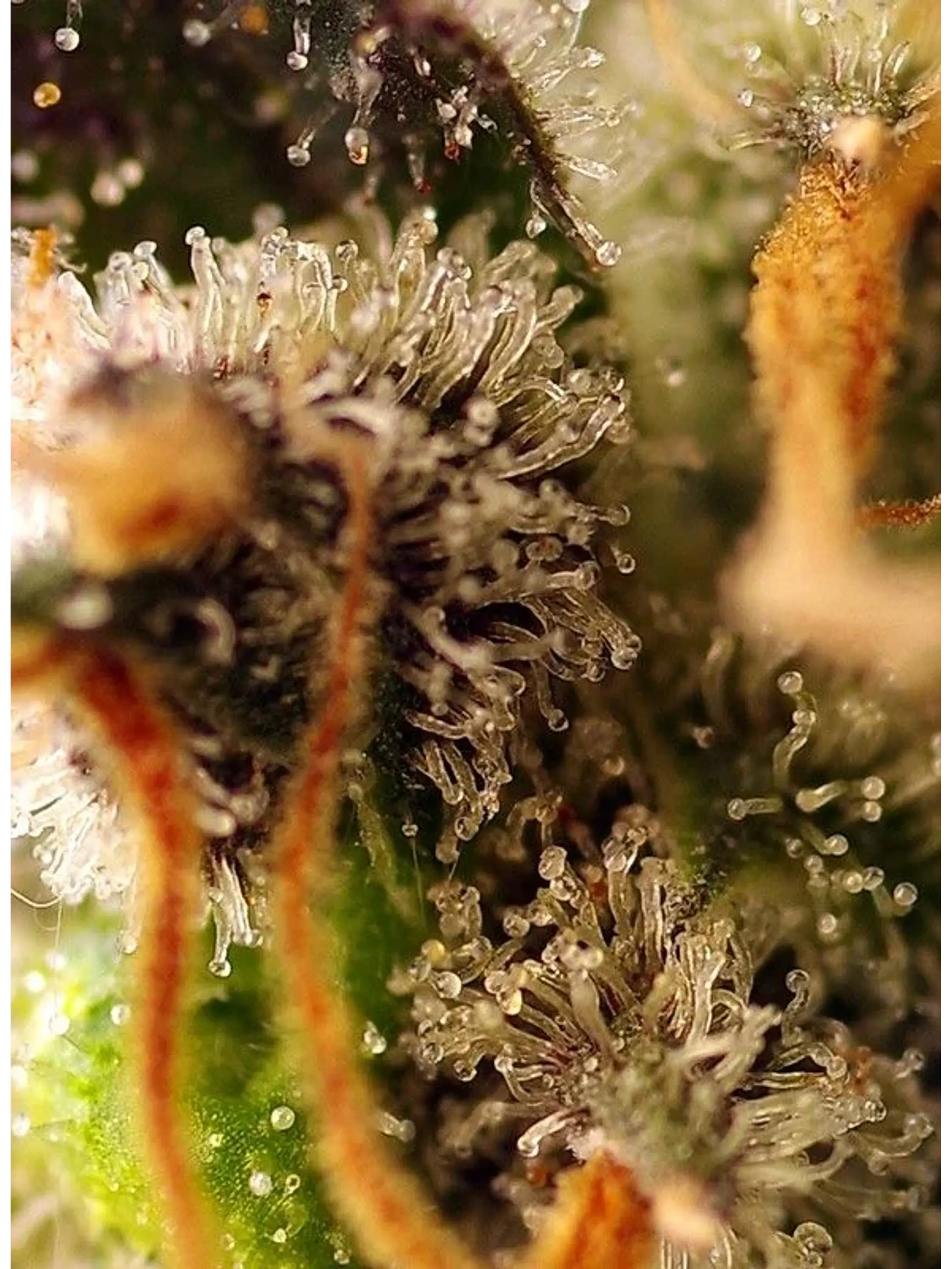Gorilla Sherbet F1 Fem® X3+1-Sweet Seeds 3