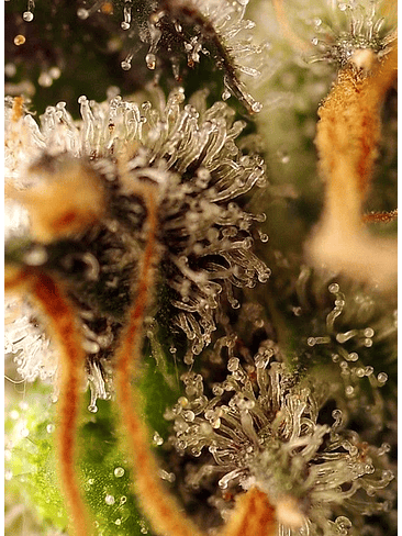 GORILLA SHERBET F1 FEM® X3+1-SWEET SEEDS 3