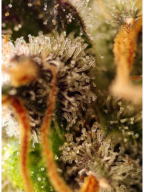Gorilla Sherbet F1 Fem® X3+1-Sweet Seeds 3