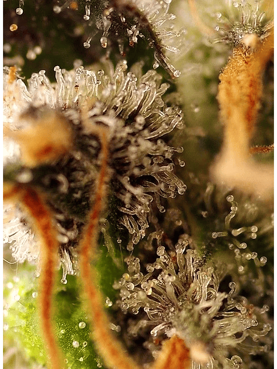 GORILLA SHERBET F1 FEM® X3+1-SWEET SEEDS 3